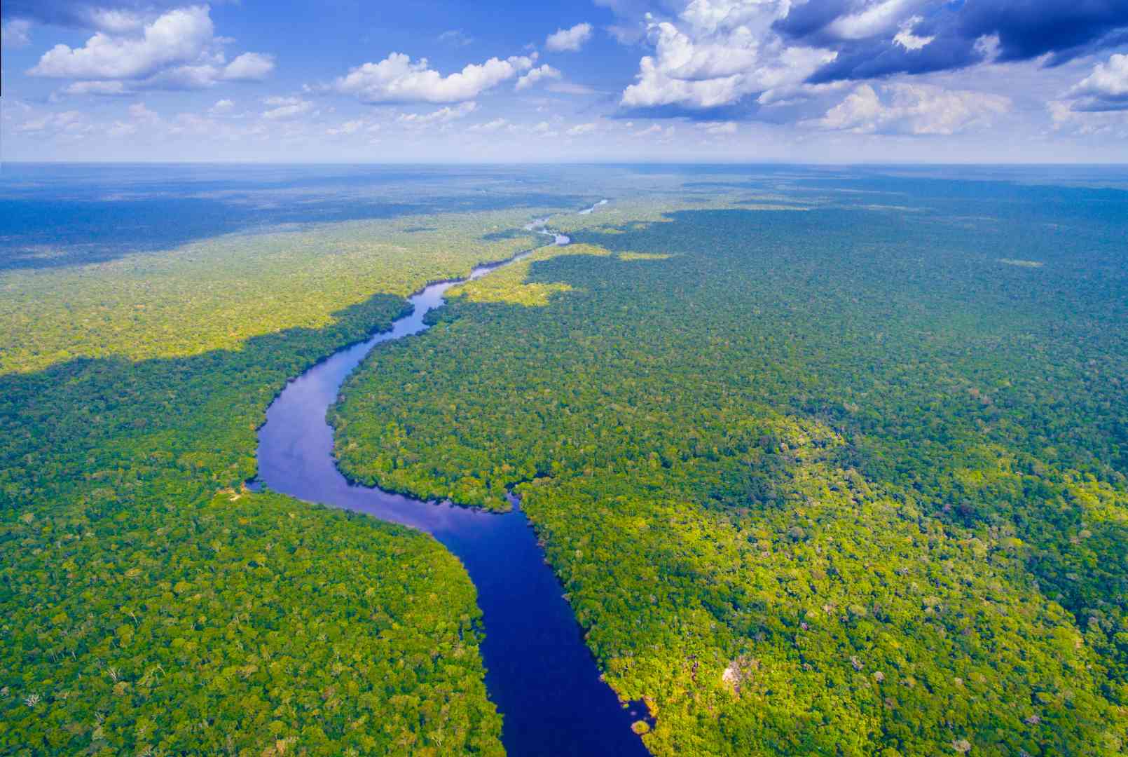 Un llamado a la protección de la Amazonía - artículo de GuruSoft