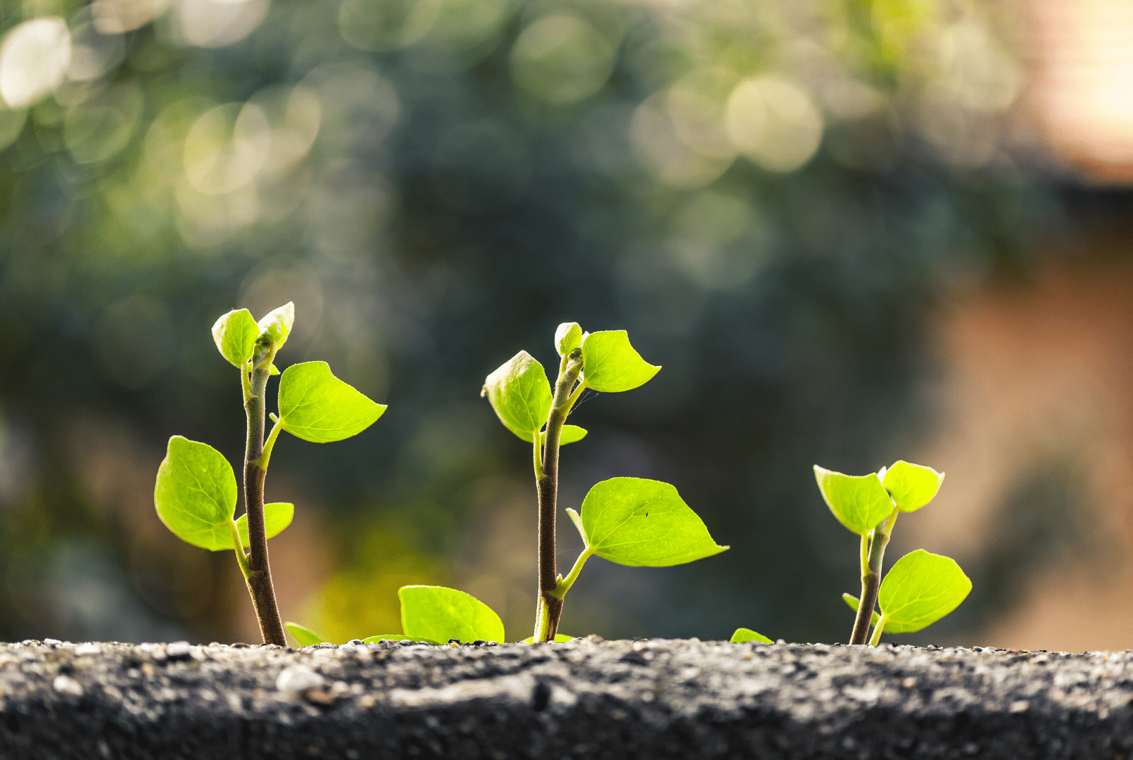 6 novedosas ideas de emprendimientos que aportan al planeta - artículo de GuruSoft