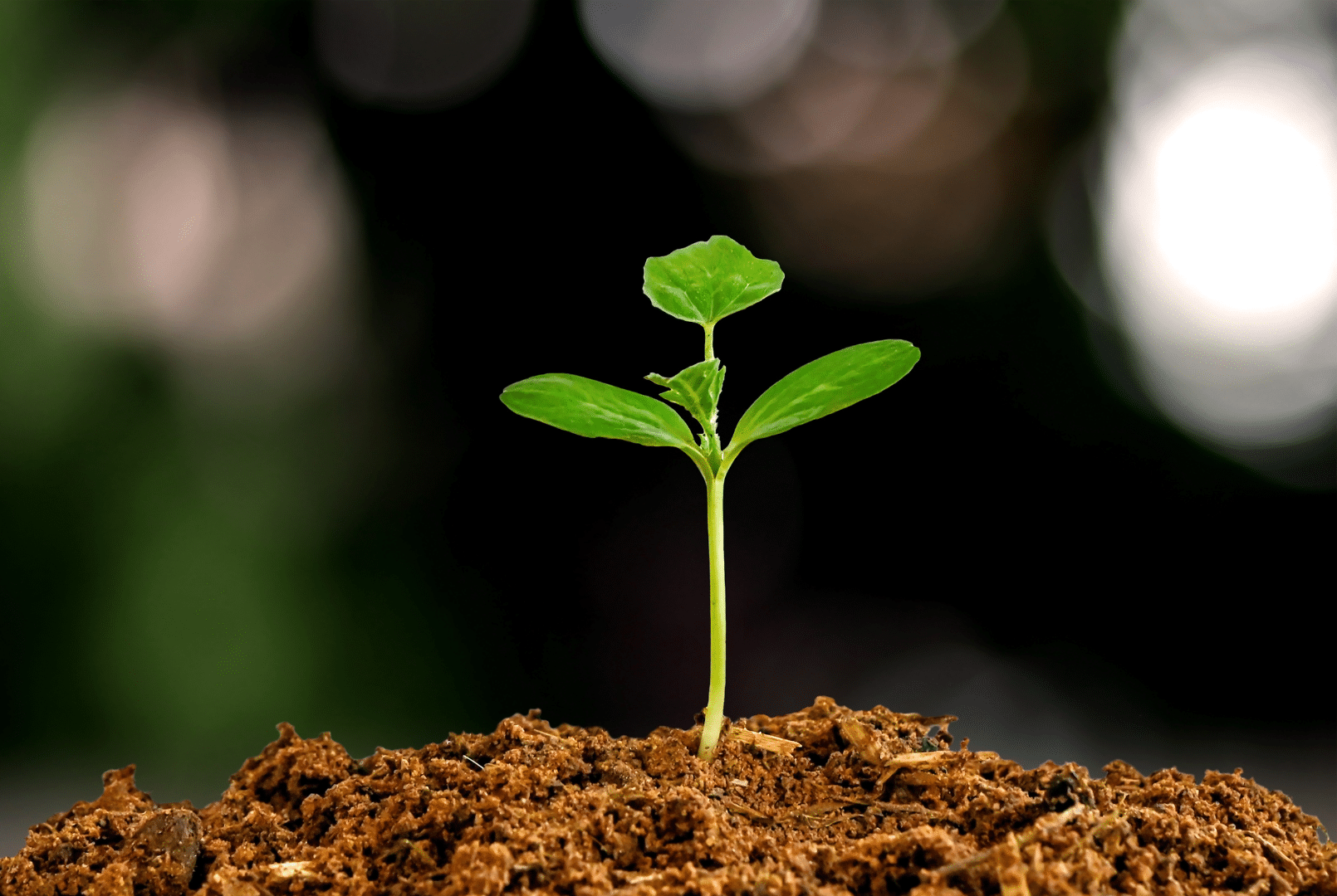 ¿Qué es y en qué consiste una startup sostenible? - artículo de GuruSoft